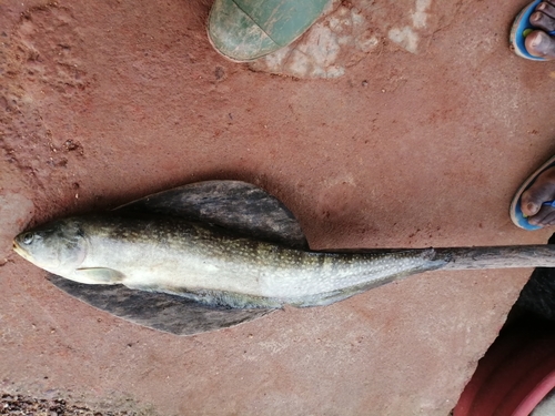 Reticulated Knifefish