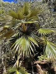 Pritchardia minor