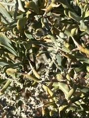 Zilla spinosa