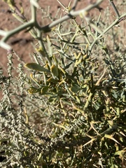 Zilla spinosa