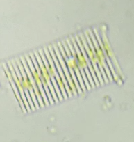 Fragilaria
