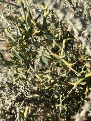 Zilla spinosa