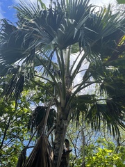 Pritchardia