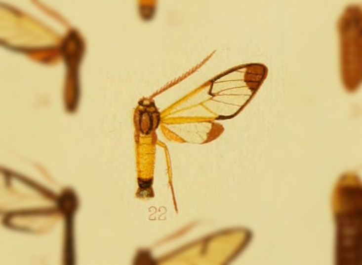 Pseudosphex mellita
