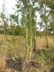 Cereus stenogonus