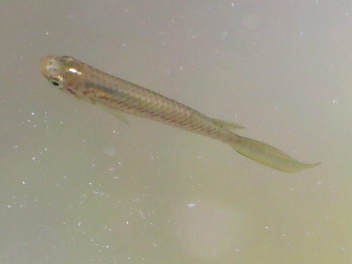 Epiplatys spilargyreius