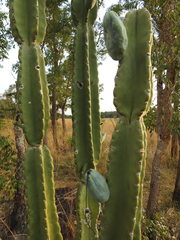Cereus stenogonus