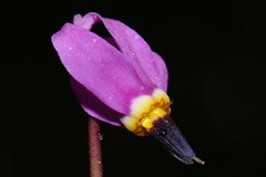 Primula pauciflora pauciflora