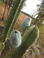 Cereus stenogonus