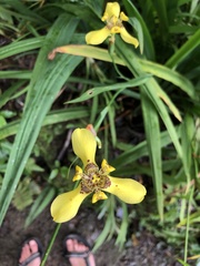 Trimezia martinicensis