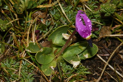 Primula pauciflora pauciflora
