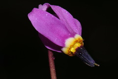 Primula pauciflora pauciflora