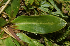 Primula pauciflora pauciflora