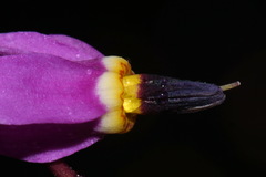Primula pauciflora pauciflora