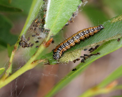 Omphalocera munroei