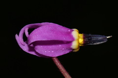 Primula pauciflora pauciflora