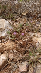 Atractylis cancellata