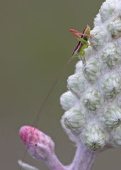 Odontoxiphidium apterum