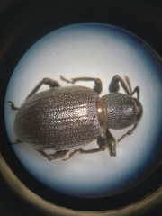 Otiorhynchus meridionalis