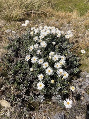 Celmisia brevifolia