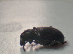 Otiorhynchus meridionalis