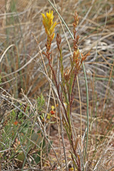 Castilleja flava flava
