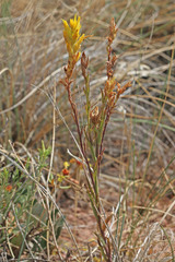 Castilleja flava flava