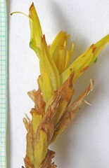 Castilleja flava flava