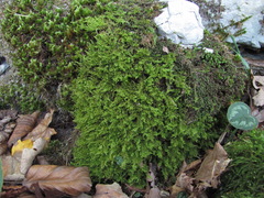 Ctenidium molluscum