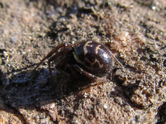 Steatoda ancorata