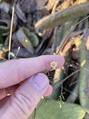 Asparagus umbellatus subsp. umbellatus image