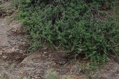Barleria obtusa