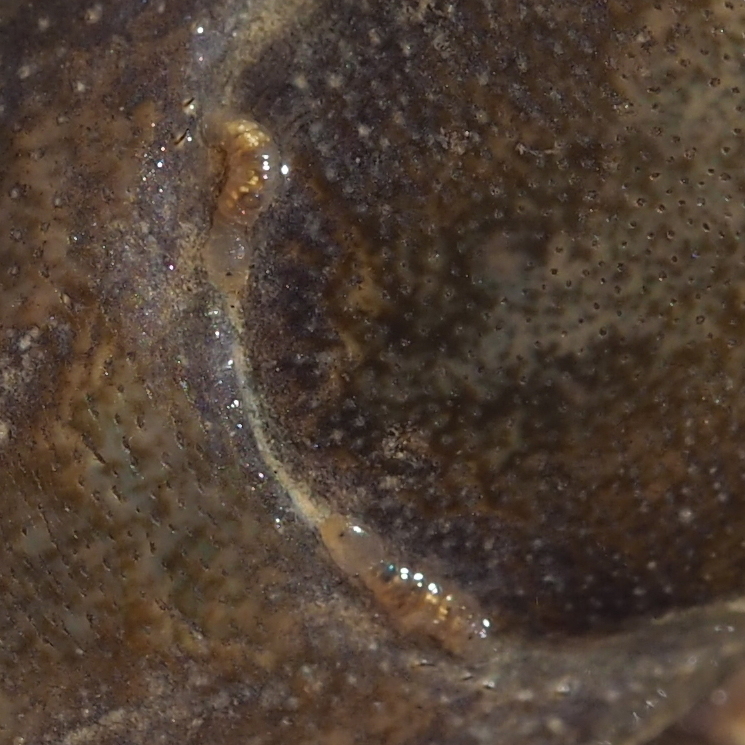 Branchiobdella parasita