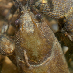 Branchiobdella parasita
