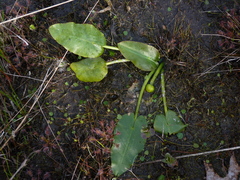 Nuphar sagittifolia