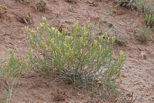 Ericameria parryi var. attenuata