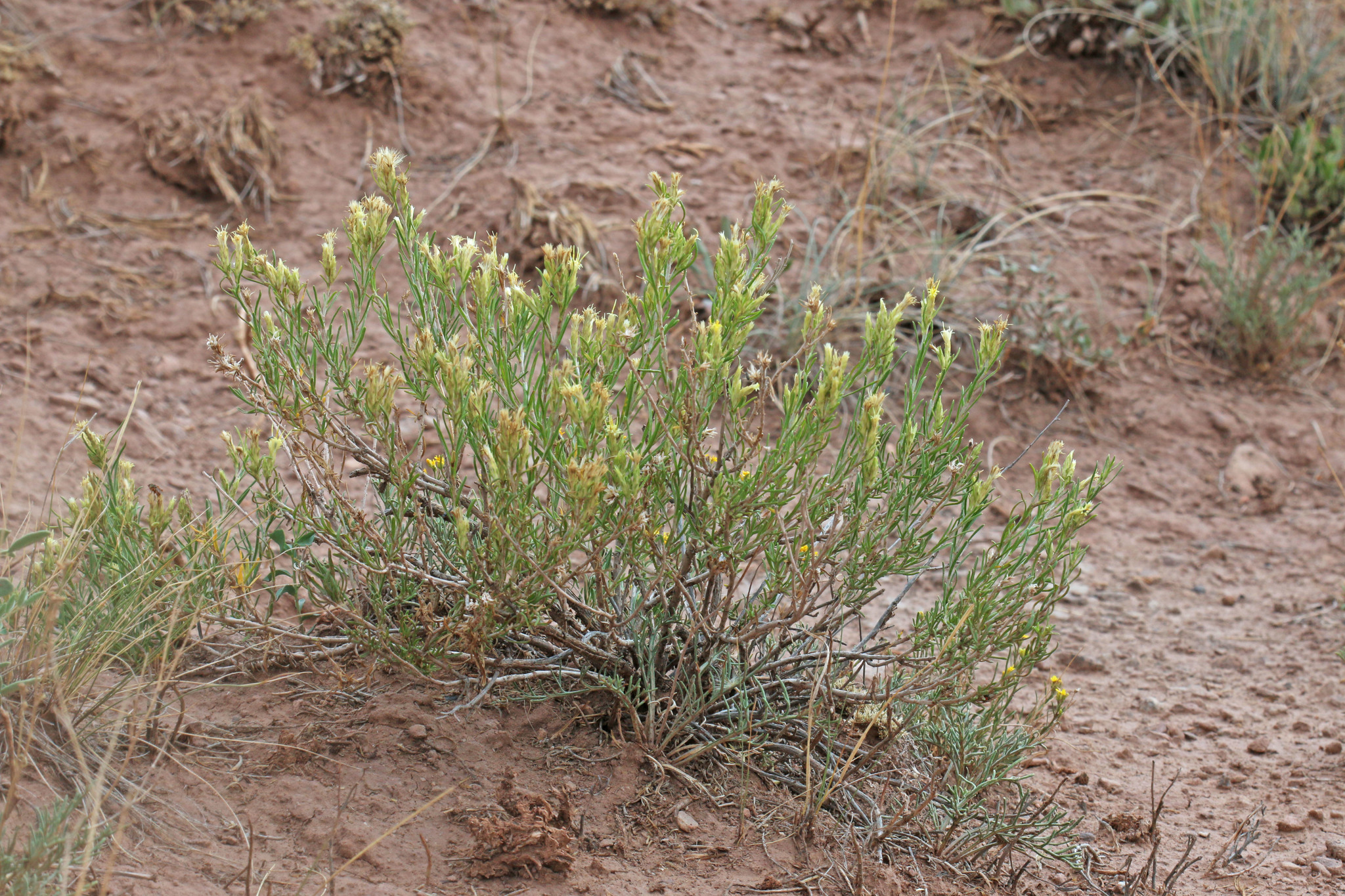 Ericameria parryi var. attenuata
