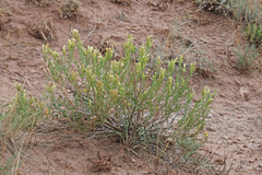 Ericameria parryi attenuata