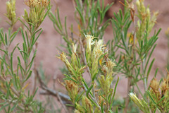 Ericameria parryi attenuata
