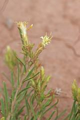 Ericameria parryi attenuata