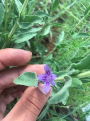 Asystasia atriplicifolia