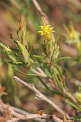 Ericameria parryi attenuata
