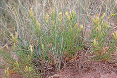 Ericameria parryi attenuata