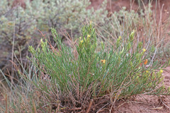Ericameria parryi attenuata