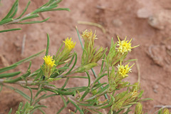 Ericameria parryi attenuata