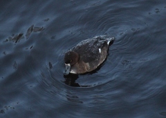 Aythya fuligula