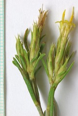 Ericameria parryi attenuata