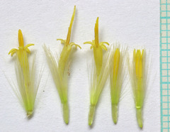 Ericameria parryi attenuata