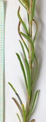 Ericameria parryi attenuata