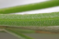 Ericameria parryi attenuata